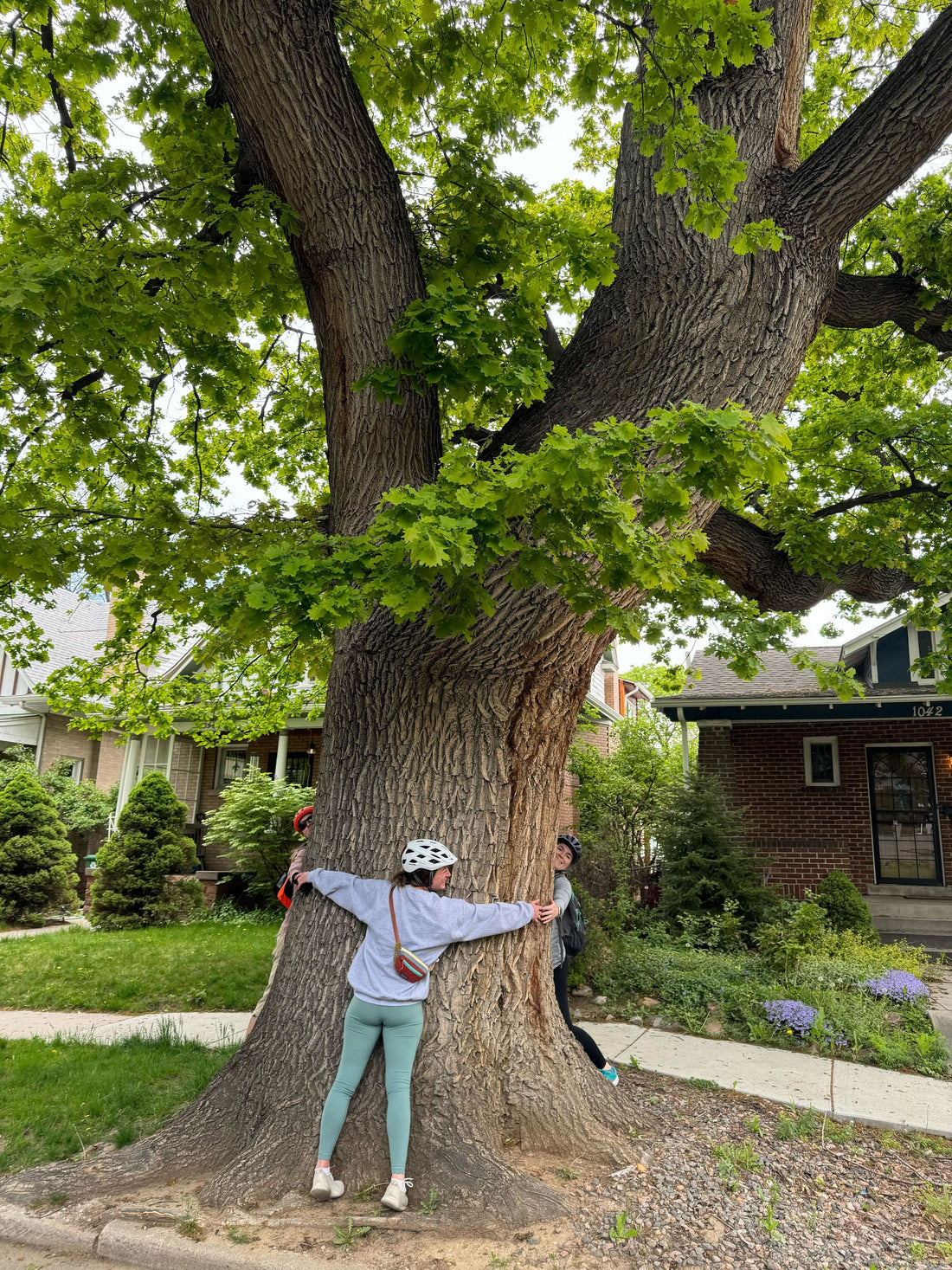 Where to Find the Best Trees in Denver: A Bike Tour – Happy Worm